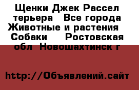 Щенки Джек Рассел терьера - Все города Животные и растения » Собаки   . Ростовская обл.,Новошахтинск г.